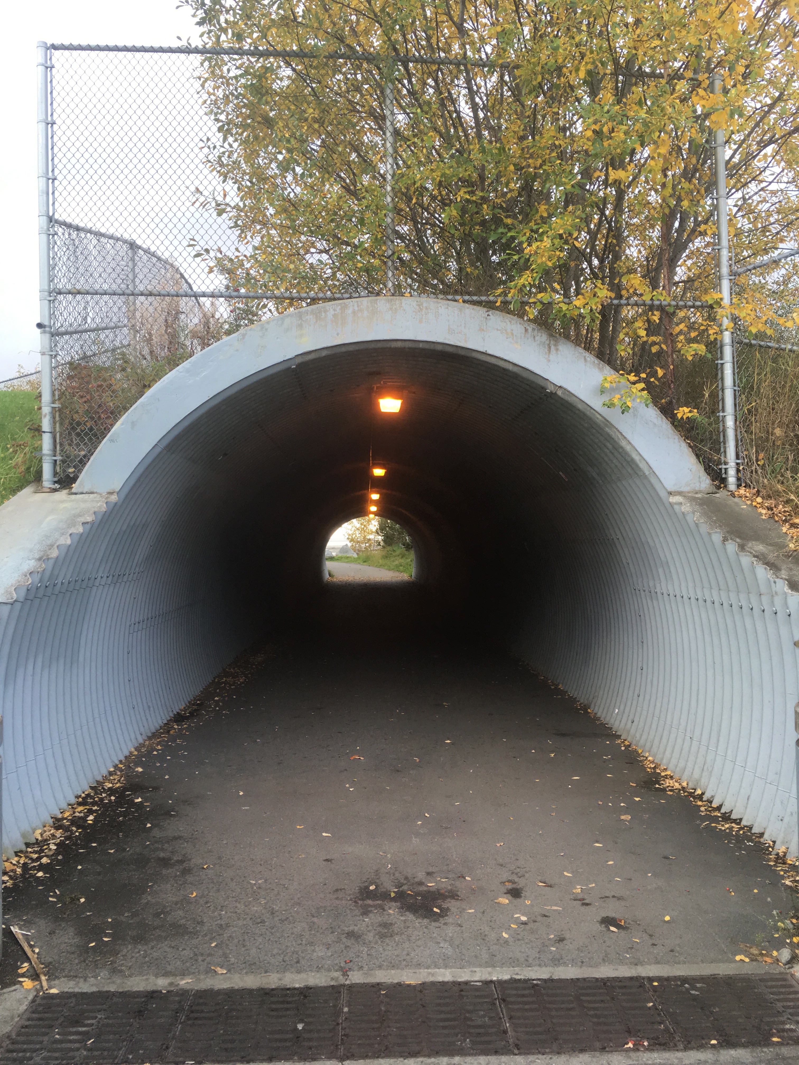 Ominous, or inviting? I decided inviting. Tunnel on the Tonky Knowles Coastal Trail