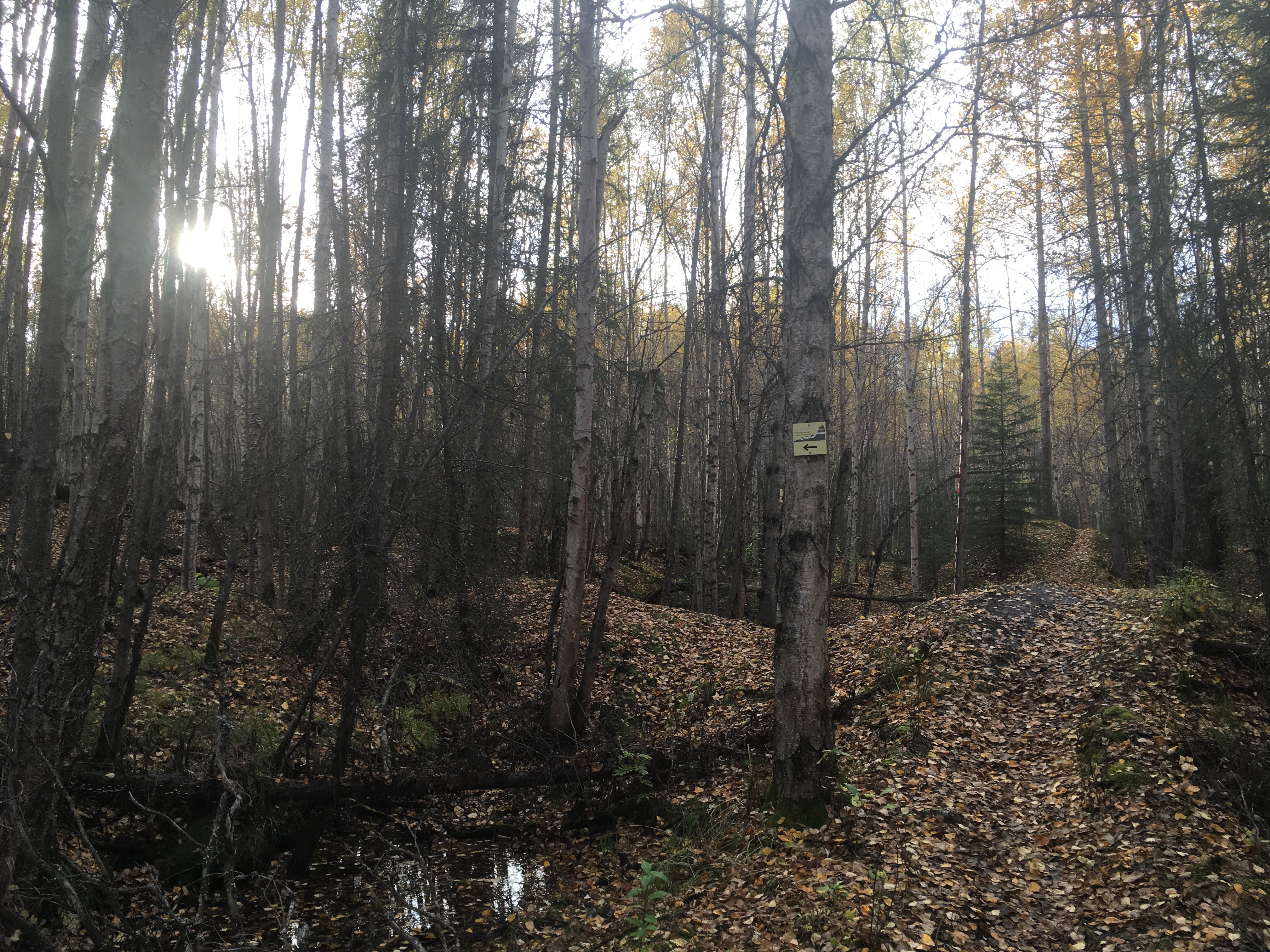 I'm *very* confident the trail doesn't go that way, sign. Misleading sign in Earthquake Park