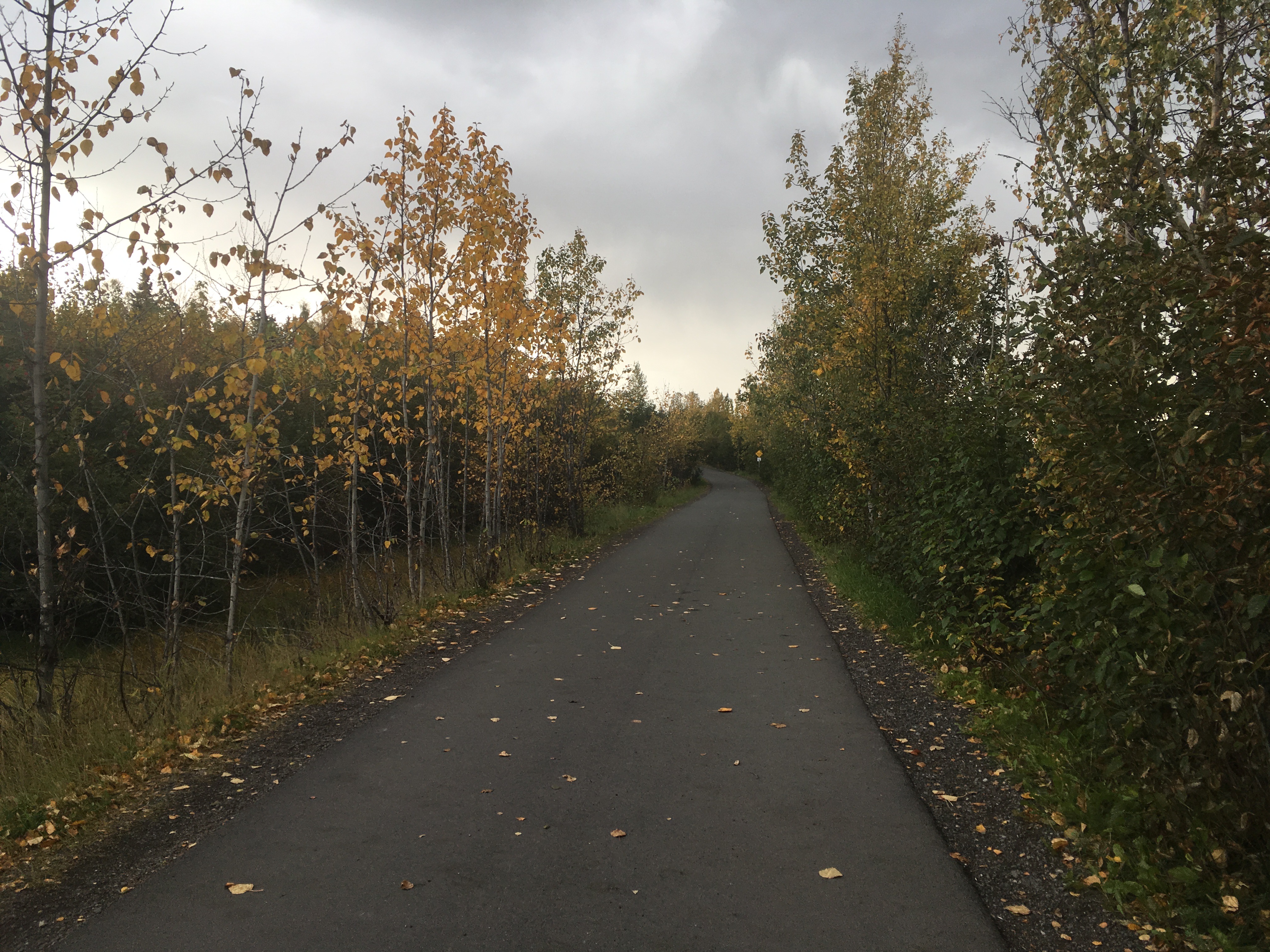 The trail was especially beautiful this time of year. Autumn scene on the Tony Knowles Coastal Trail