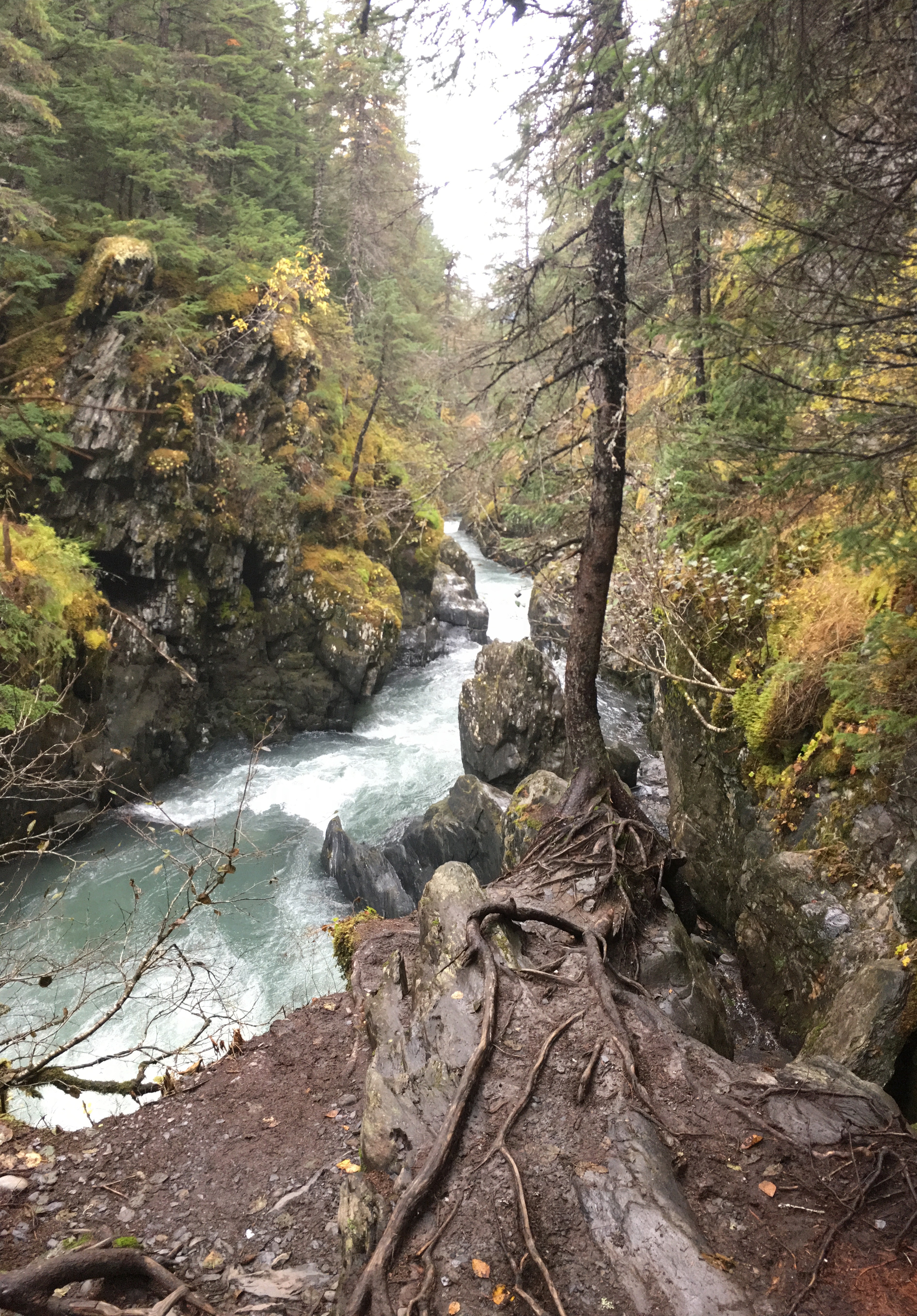 Looking down at the Winner Creek Gorge. Winner Creek Gorge