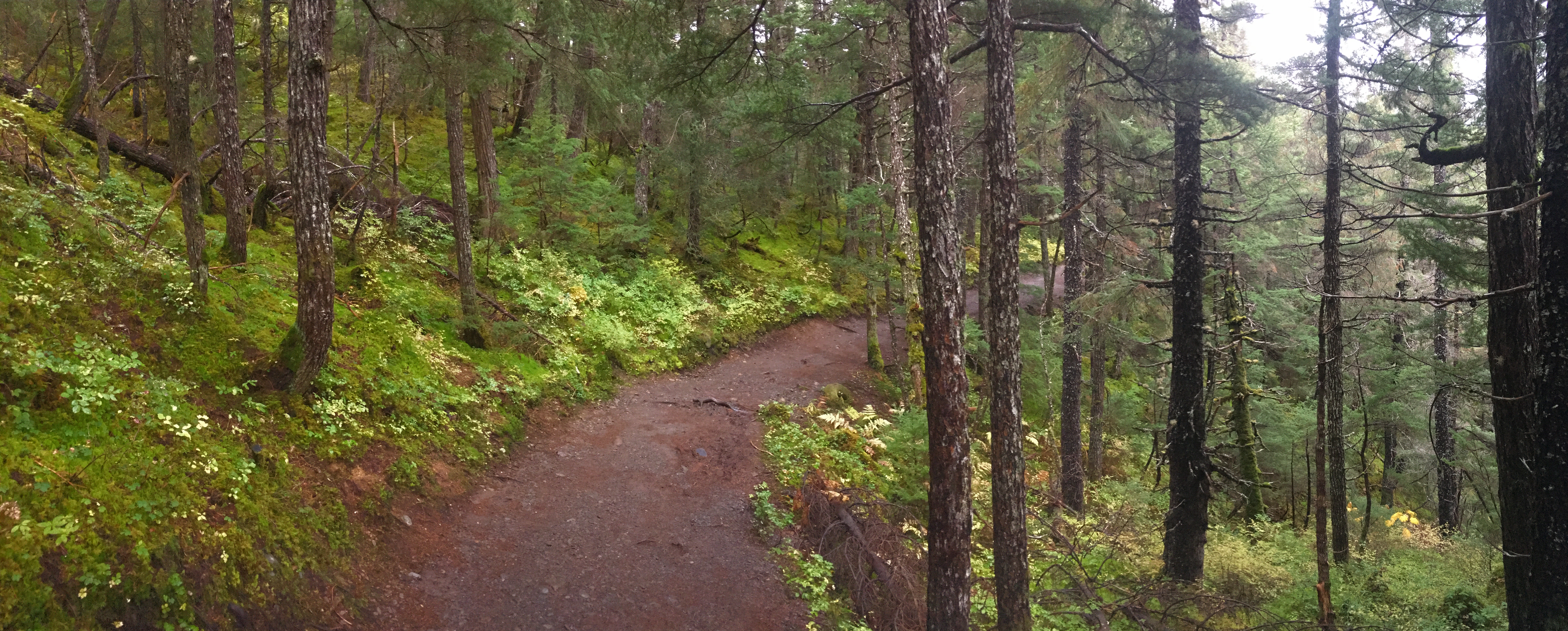 Small section of the Winner Creek Trail that I found enchanting. Winner Creek panorama